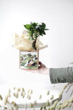 Фикус микрокарпа в подарочной упаковке к 23 февраля