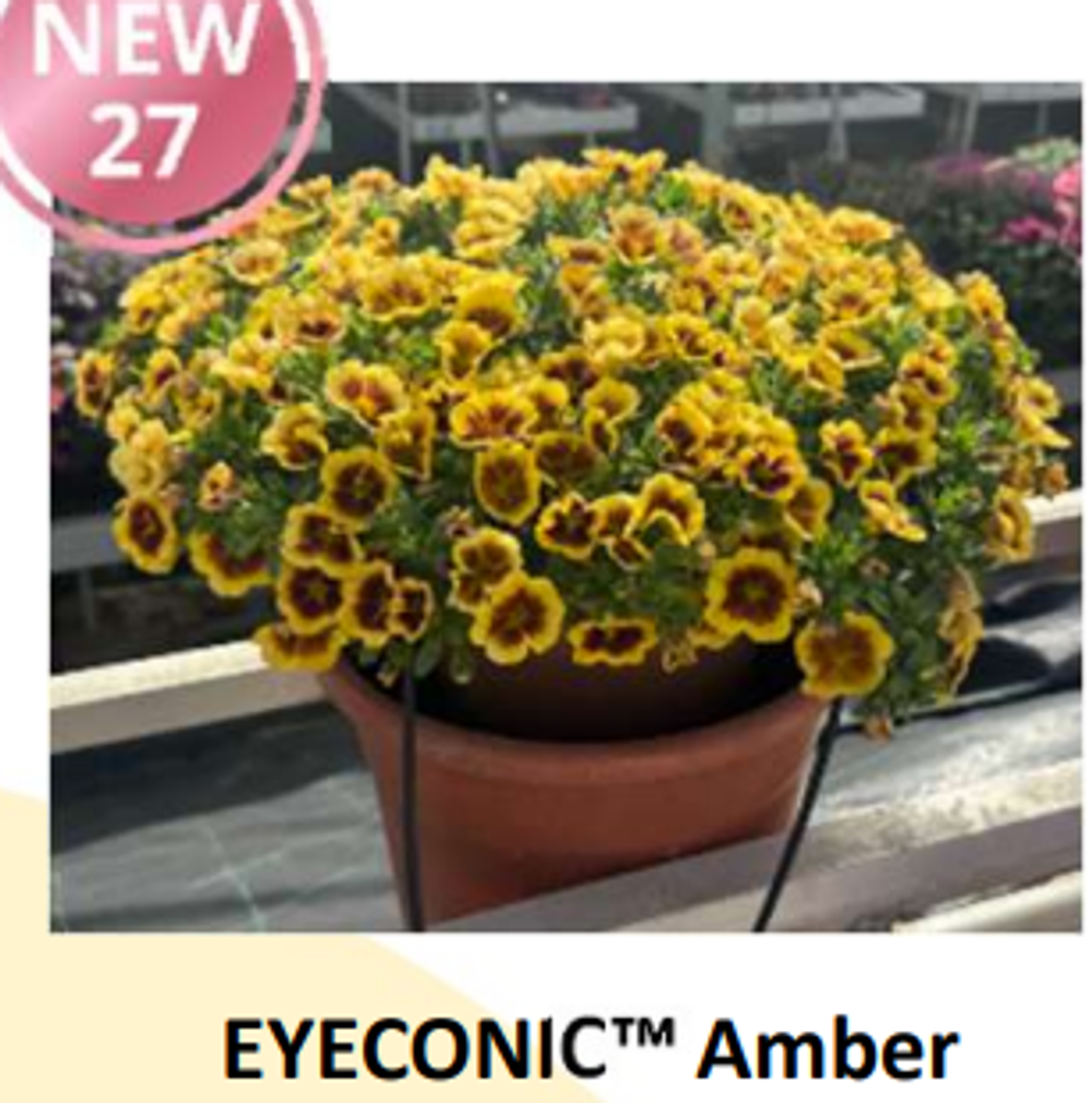Новинка 2027 ЕВРО Калибрахоа EYECONIC Amber укоренный черенок середина ноября поставка 1