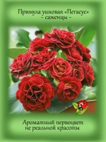 Примула ушковая Пегасус первоцвет
