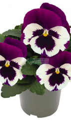 Фиалка Виттрока INSPIRE DELUXXE WHITE VIOLET WING F1