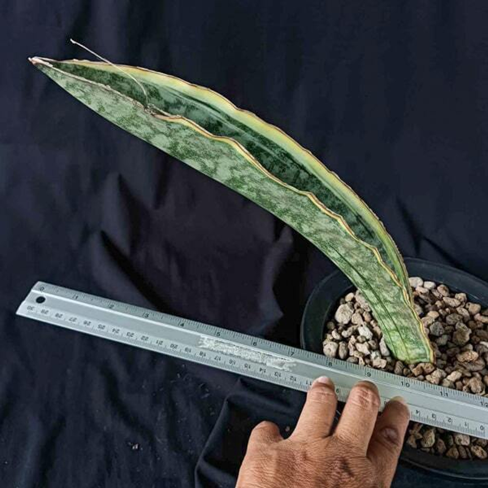 Сансевиерия DRAGON JADE VAR