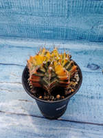 Gymnocalycium Variegata (Гимнокалициум Вариегатный)