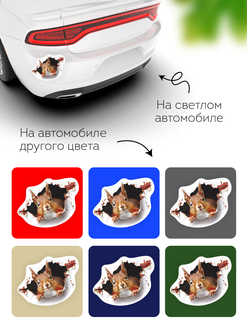 Наклейка автомобильная Белка выглядывает на белом фоне