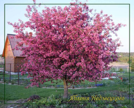 Яблоня декоративная Недзвецкого