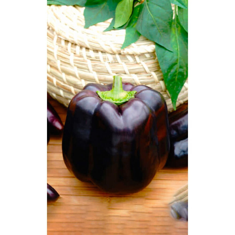 Семена Перец сладкий Гигант Черный F1 (УД) Е/П