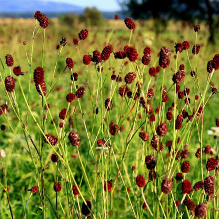 Кровохлебка тонколистная Пурпуреа С2