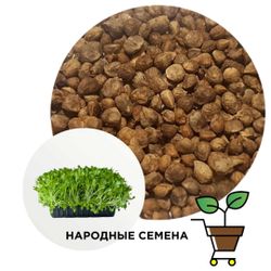 шпинат семена