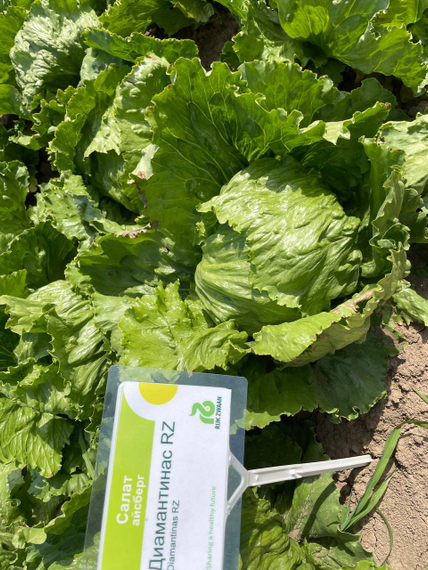 Диамантинас семена салата айсберг (Rijk Zwaan /ALEXAGRO) культура – фото 13