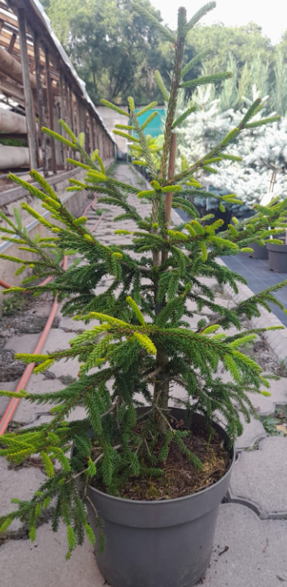 Ель "Acrocona Aureospicata"