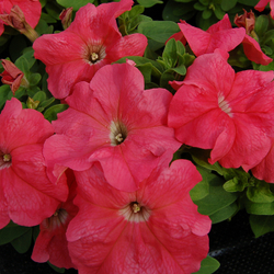 Петуния грандифлора Лимбо Джи Пи Салмон (1000др) Витагрин Профи