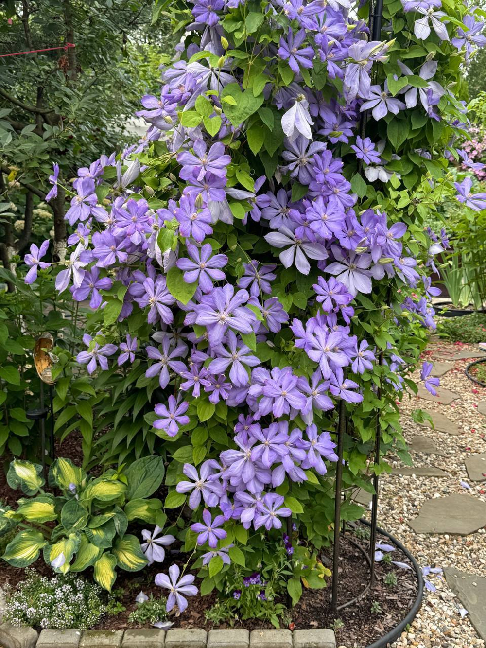 Клематис гибридный Миссис Чолмондели Закупка М33 апрель 2026