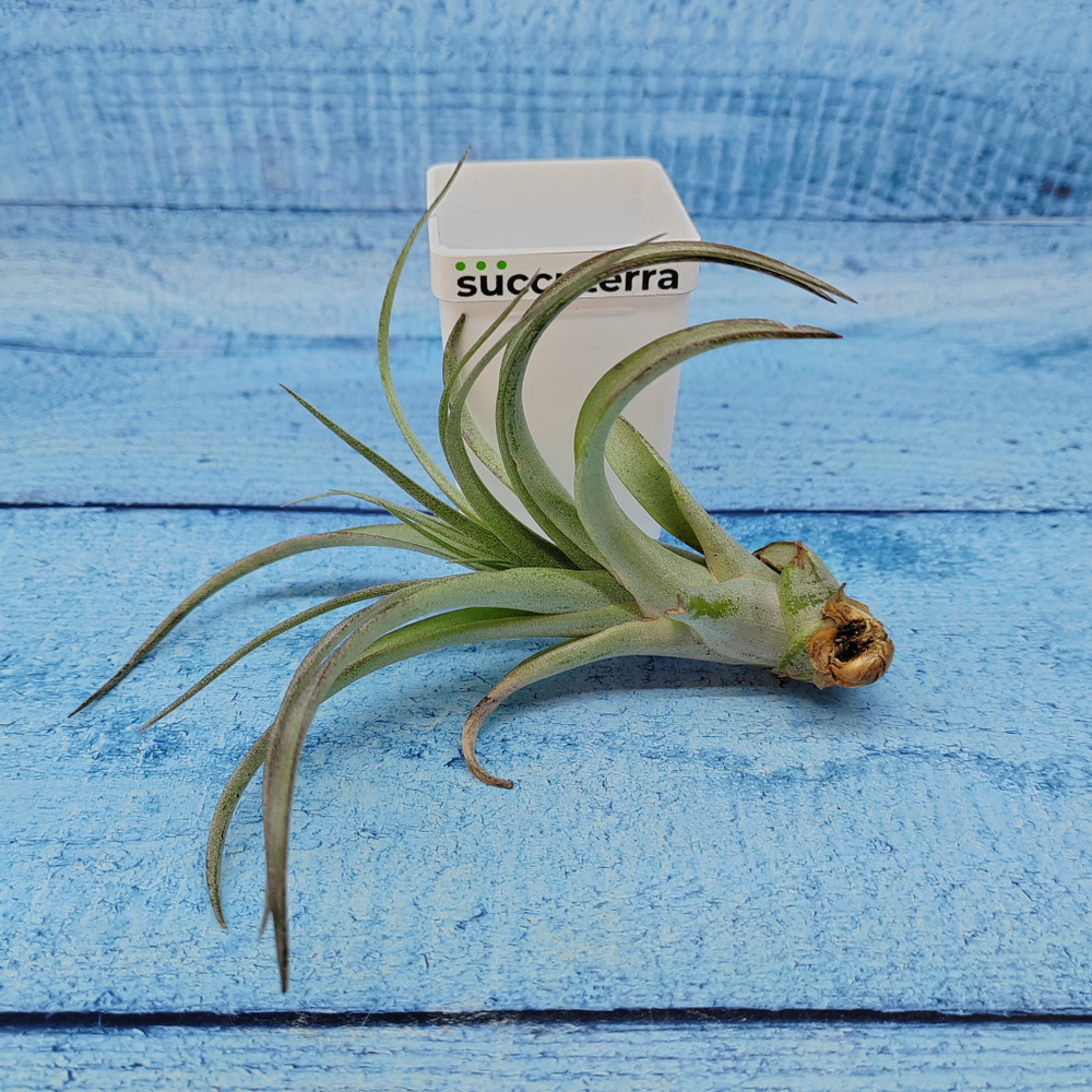 Тillandsia Capitata (Тилландсия Капитата)