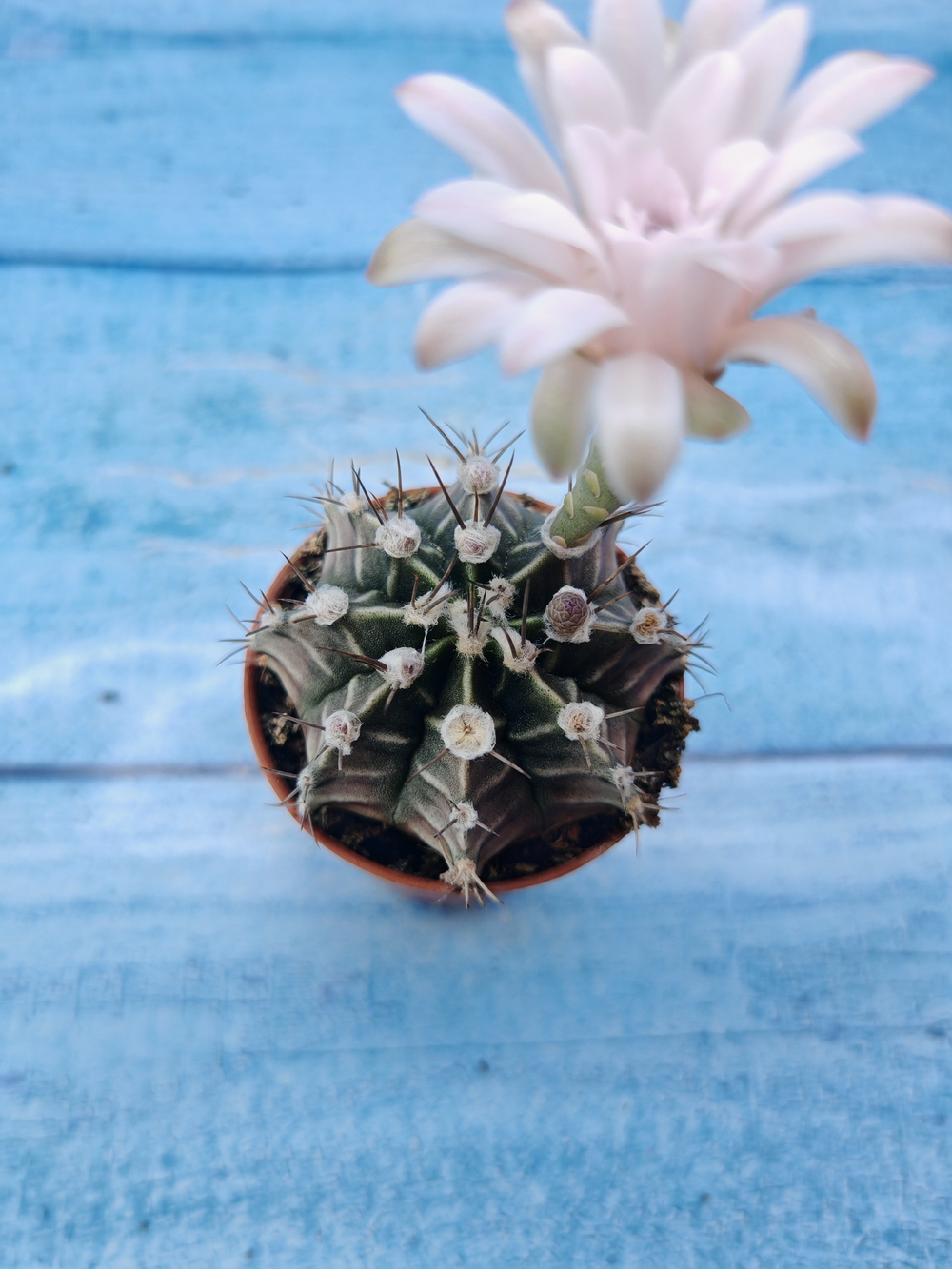 Gymnocalycium Friedrichii (Гимнокалициум)