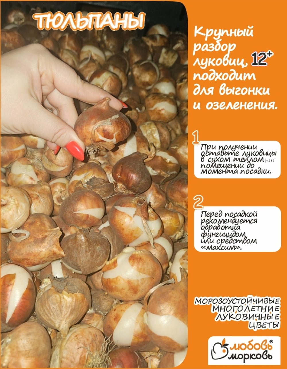 Тюльпан Луковица, Микс сортов 30 шт крупные