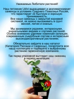 Хедера Наташа плющ