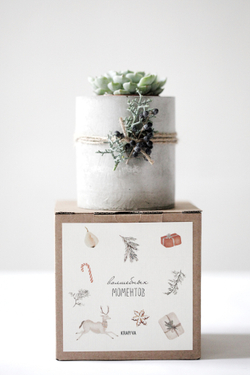 Новогодний набор с суккулентом № 19