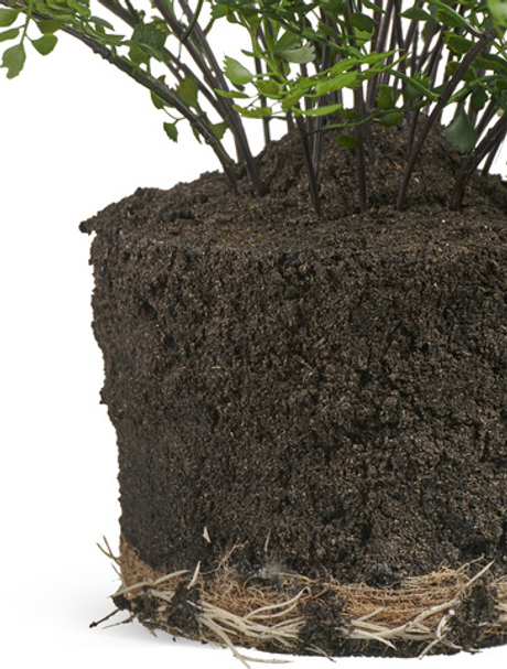 Папоротник Адиантум куст в земле с корнями