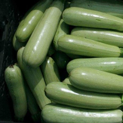 Кабачок Ардендо 174 F1 (50шт) Витагрин Профи