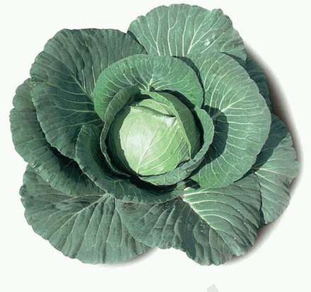 Капуста Элиза F1