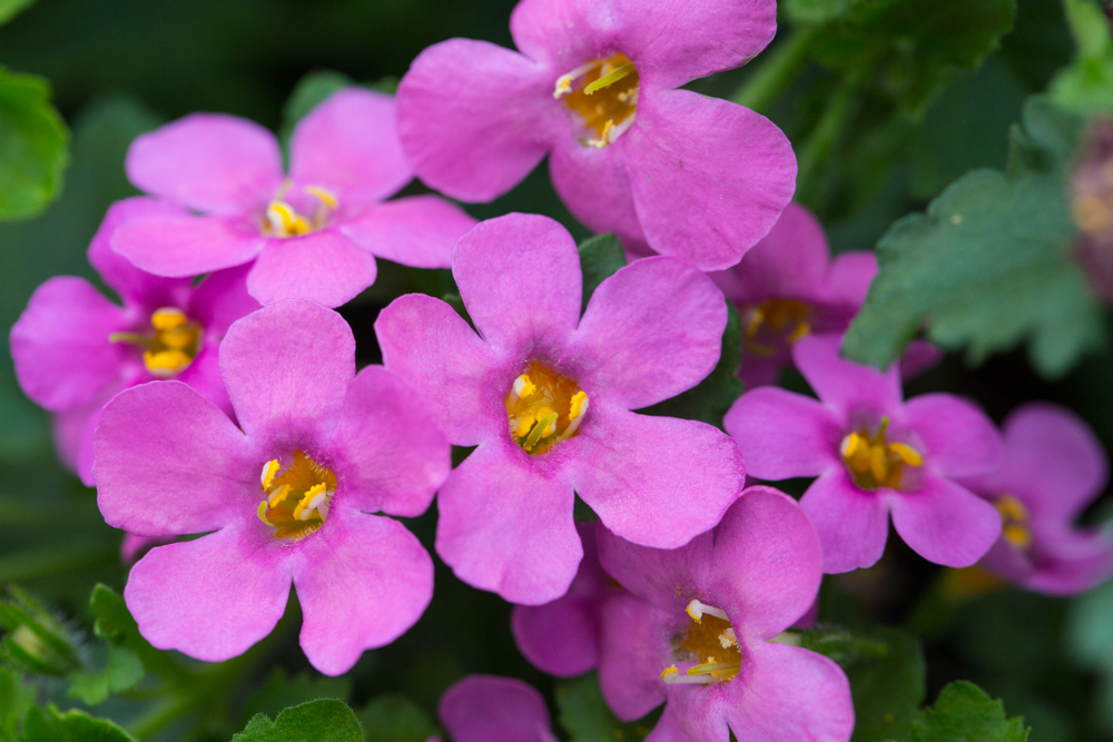 ЕВРО Бакопа Epic Pink укорененный черенок ОКС начало декабря