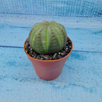 Euphoria Obesa (Эуфорбия)