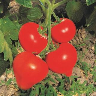 Томат Аксель F1 100 (семян)