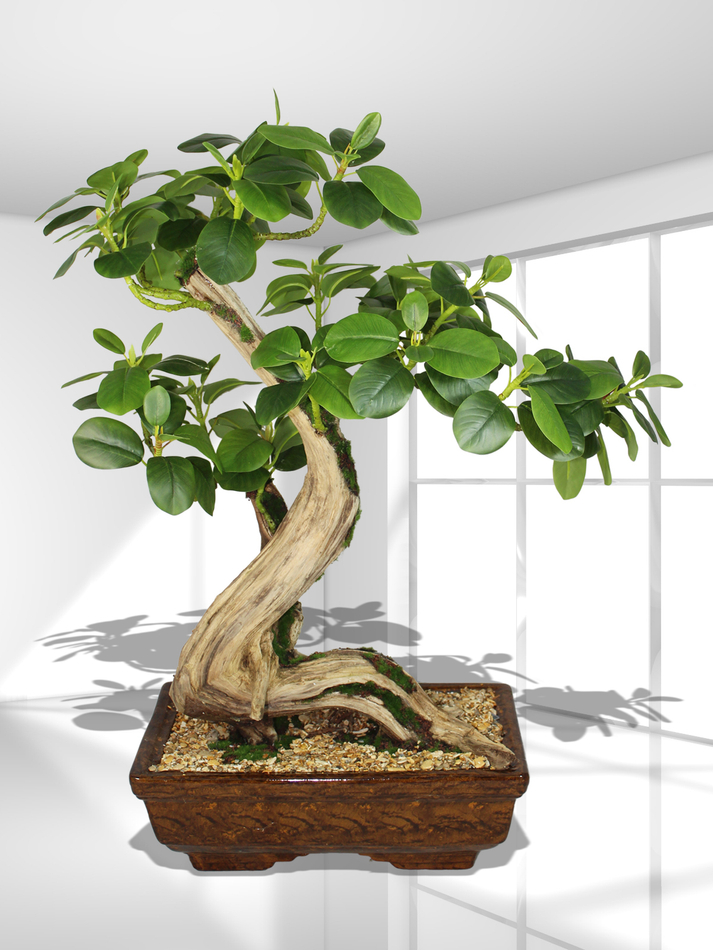 Бонсай Фикус Микрокарпа 60см