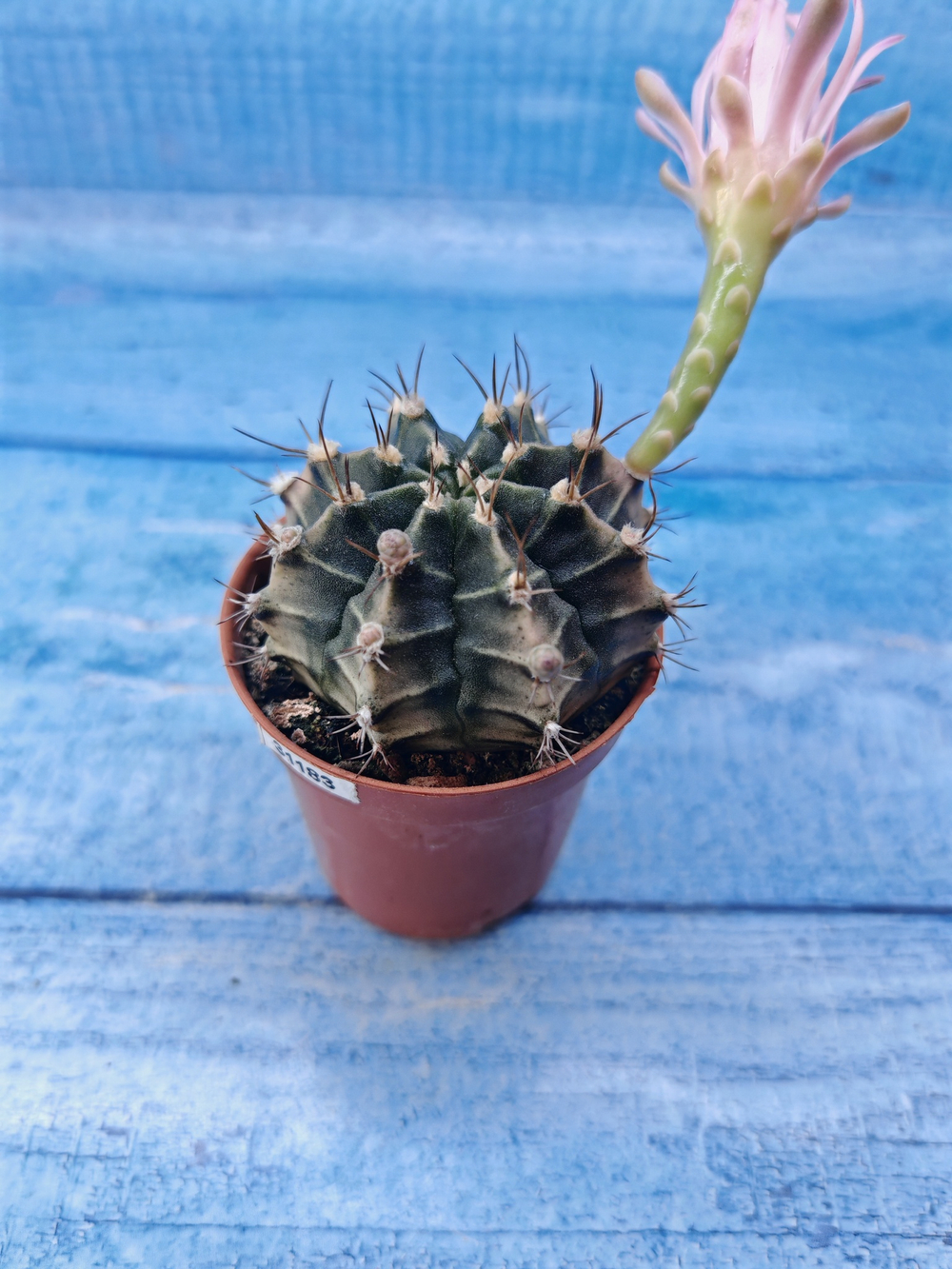 Gymnocalycium Friedrichii (Гимнокалициум)