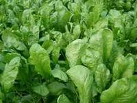 Кресс-салат