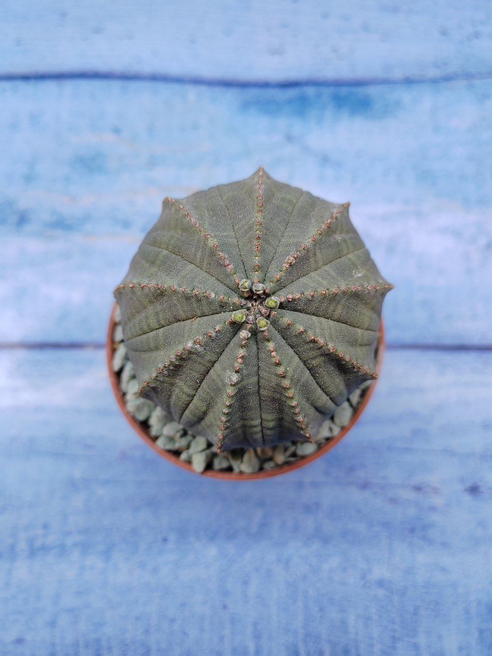 Euphorbia Obesa (Эуфорбия)