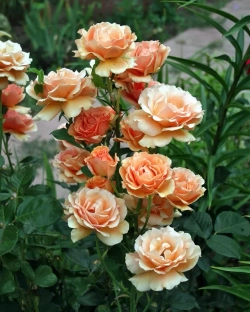 Роза Ашрам С7 Закупка М57 июнь 2026