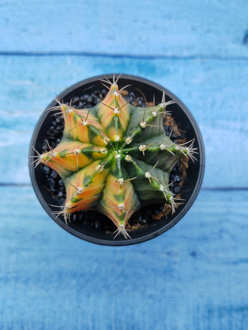 Gymnocalycium Variegata (Гимнокалициум Вариегатный)