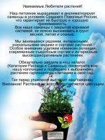 Колокольчик мини Свингинг Беллс