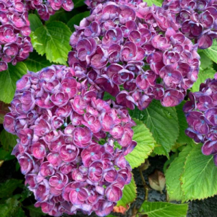 "Рози Пурпл" ("Rosie Purple") Гортензия крупнолистная С5