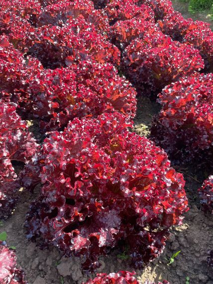 Орбитал семена салата батавия Rijk Zwaan- Райк Цваан отзывы