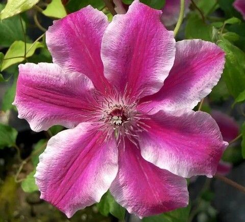 Клематис крупноцветковый Карнаби