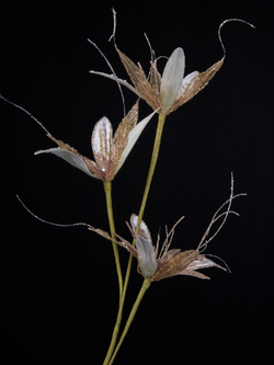 Веточка с цветами 18х53см ChristmasDeLuxe кремовая