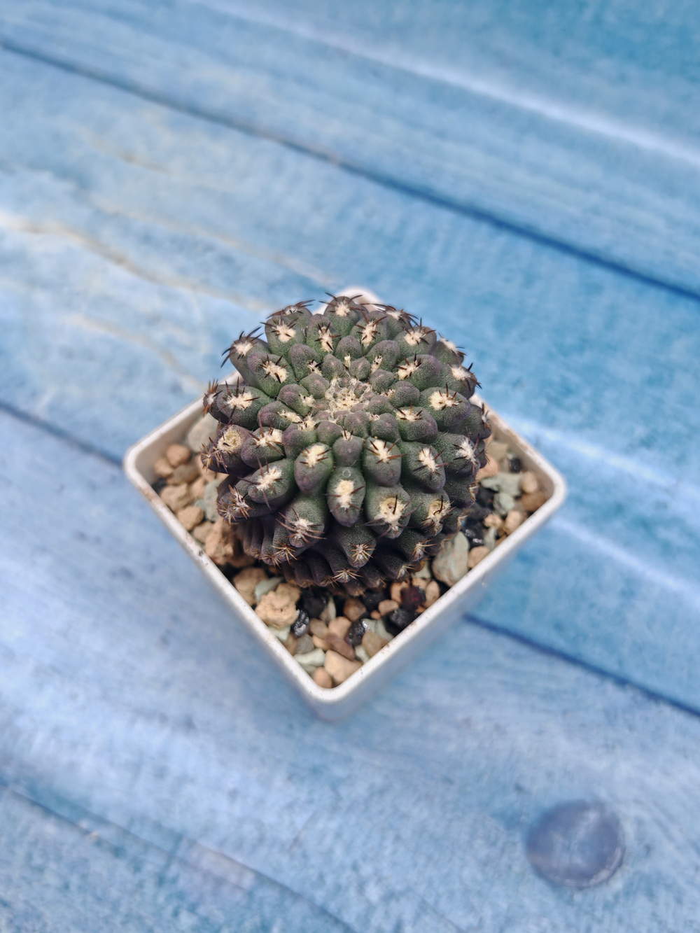 Neoporteria Napina (Неопортерия)