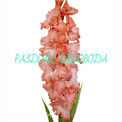 гладиолус Тедс Фриззл