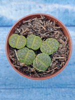 Lithops sp. (Литопсы)