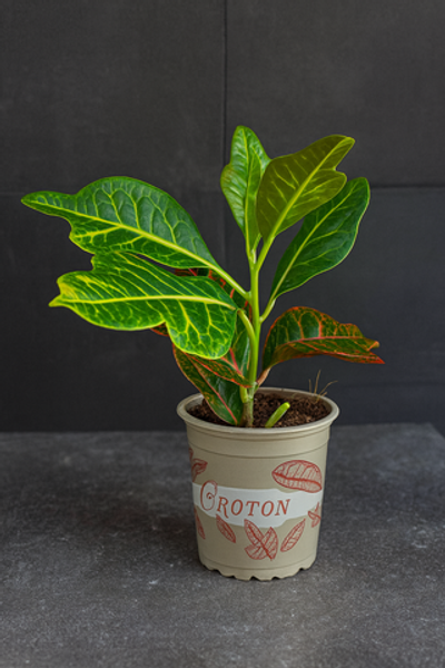 Кротон (Codiaeum variegatum)