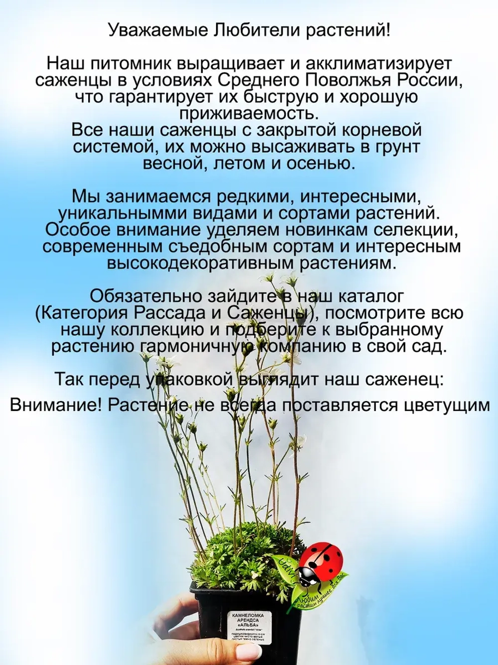 Камнеломка Арендса Альба