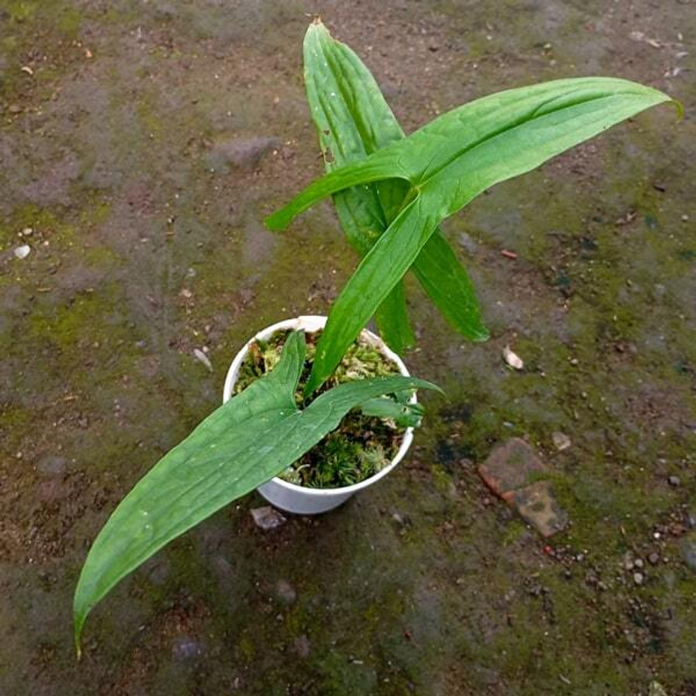 Цистосперма SP BORNEO