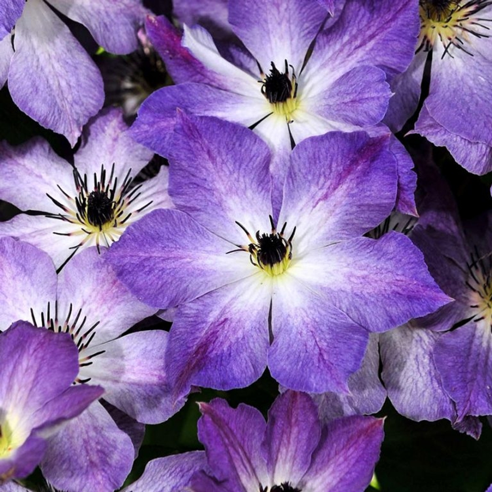 Клематис  Cloudburst (Клаудберст) Стандарт поставки Р9