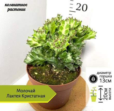 Молочай (Эуфорбия) Лактея Кристатная, D13см Н20см, 1шт, Нидерланды