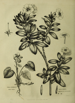 Bаза «Фиалка трехцветная» из коллекции «Ботанический сад»