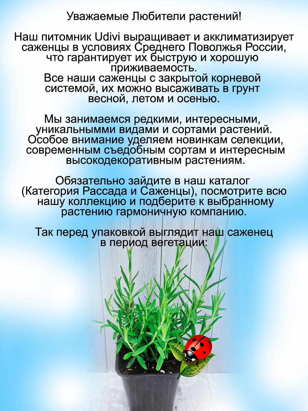 Лаванда Элеганс Сноу белоснежная многолетняя
