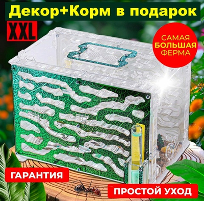 Самый Большой Формикарий с муравьями в подарок «Экосистема»