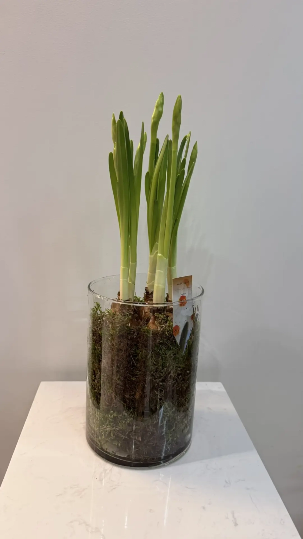 Композиция с луковичными нарциссами в вазе