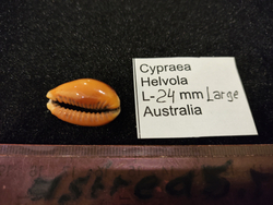 Ципрея Хелвола